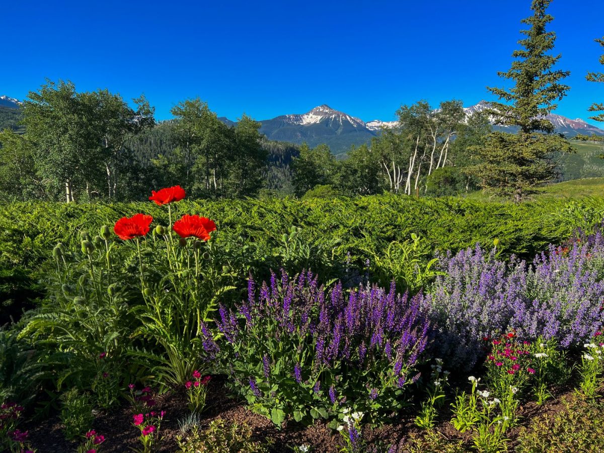 flowers and mountain